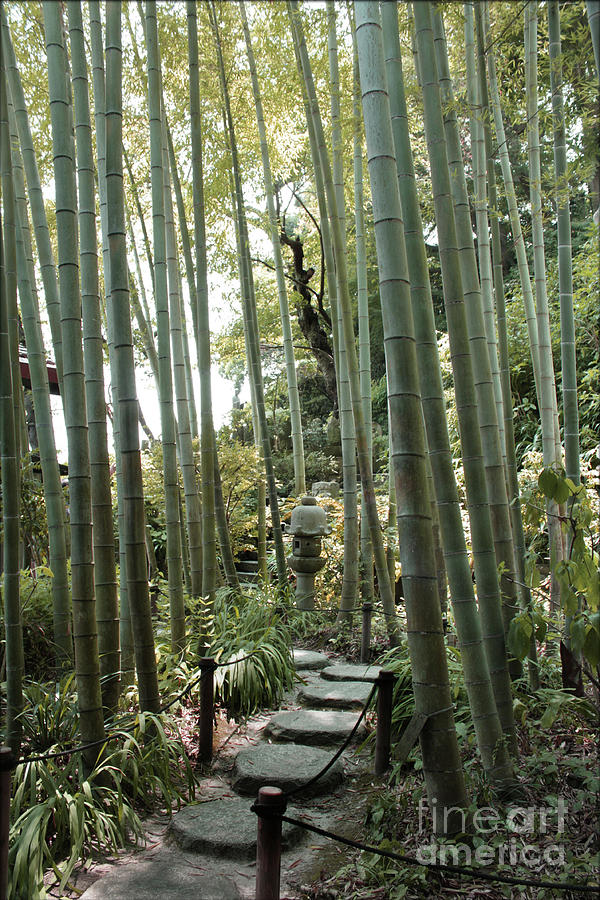 Bamboo Forest Photograph by Eena Bo