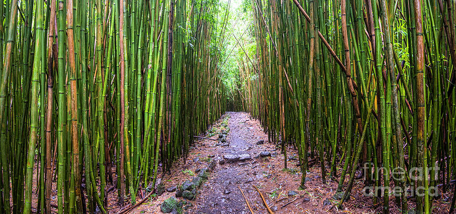 Bamboo Forest Photograph by Baywest Imaging