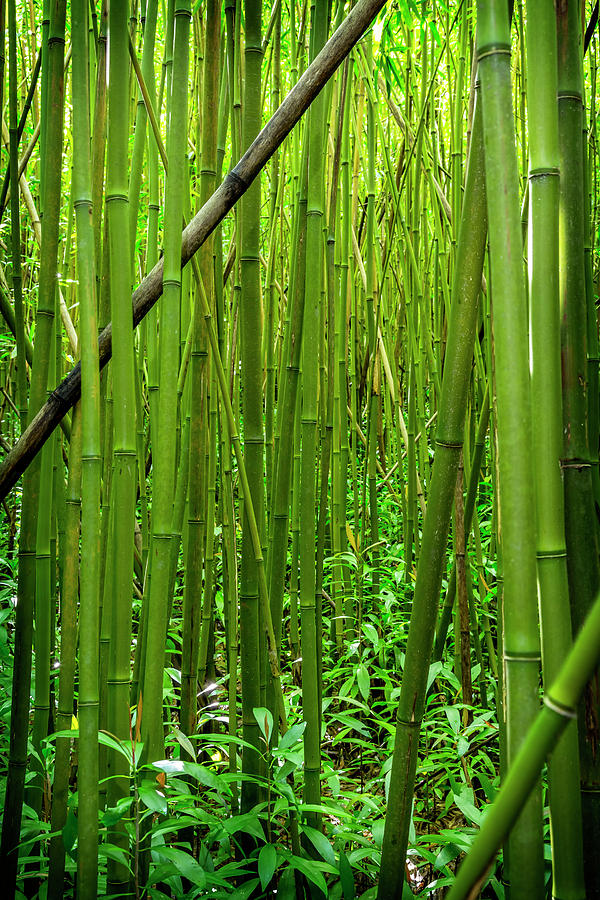 Bamboo Forest Photograph by Kelley King
