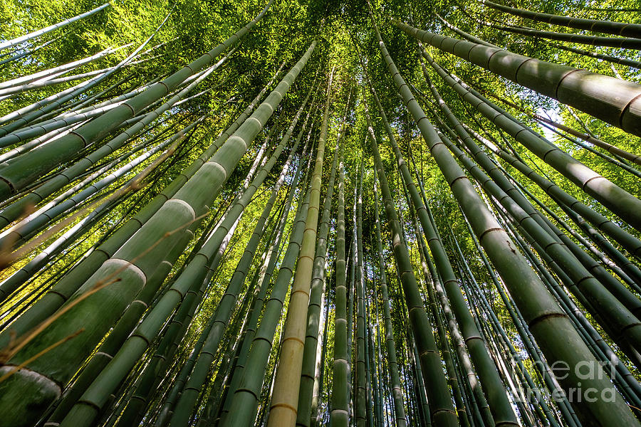 Bamboo Forest, Kyoto Photograph