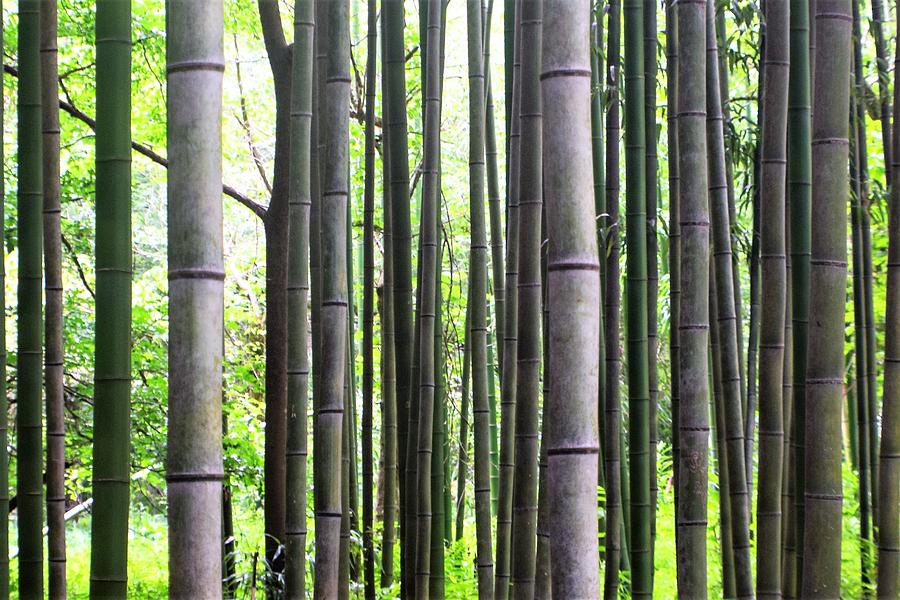 Bamboo Forest Photograph by Mary Ann Artz