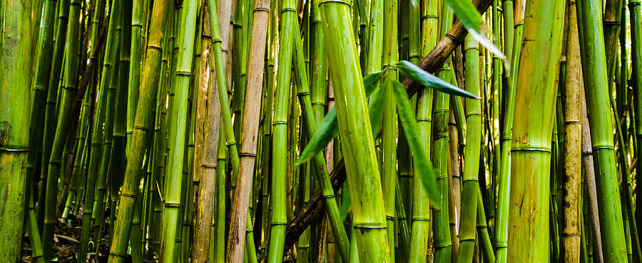 Bamboo Panorama Photo In Living Room