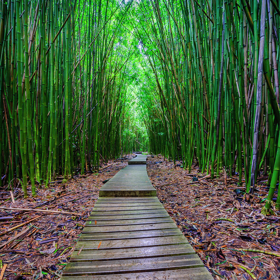 Haleakala National Park Photograph - Bamboo Forest by Radek Hofman