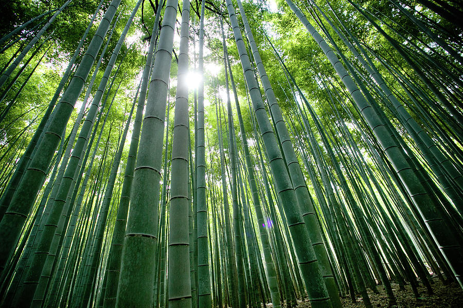 Bamboo Forest Photograph by Raymond Mak - Fine Art America