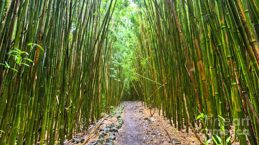 Bamboo Forest Photograph - Bamboo Forest Trail Hana Maui 2 by Dustin K Ryan