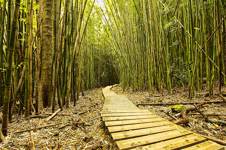Bamboo Forrest Photograph by Josh Bryant