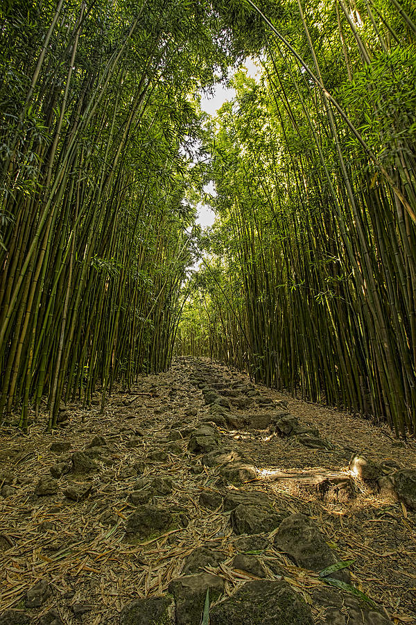 Bamboo Forrest Vertical Photograph by Josh Bryant