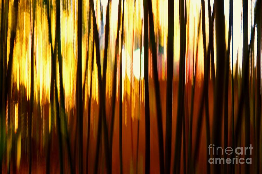 Bamboo Garden Abstract Photograph by Patricia Strand