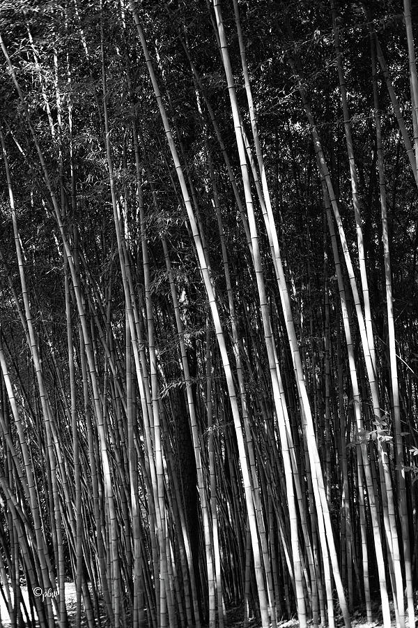 Bamboo Garden Photograph by Paulette B Wright - Fine Art America