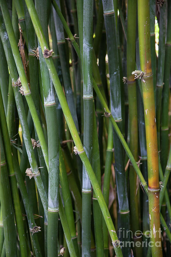 Bamboo Garden Photograph by Timothy Johnson