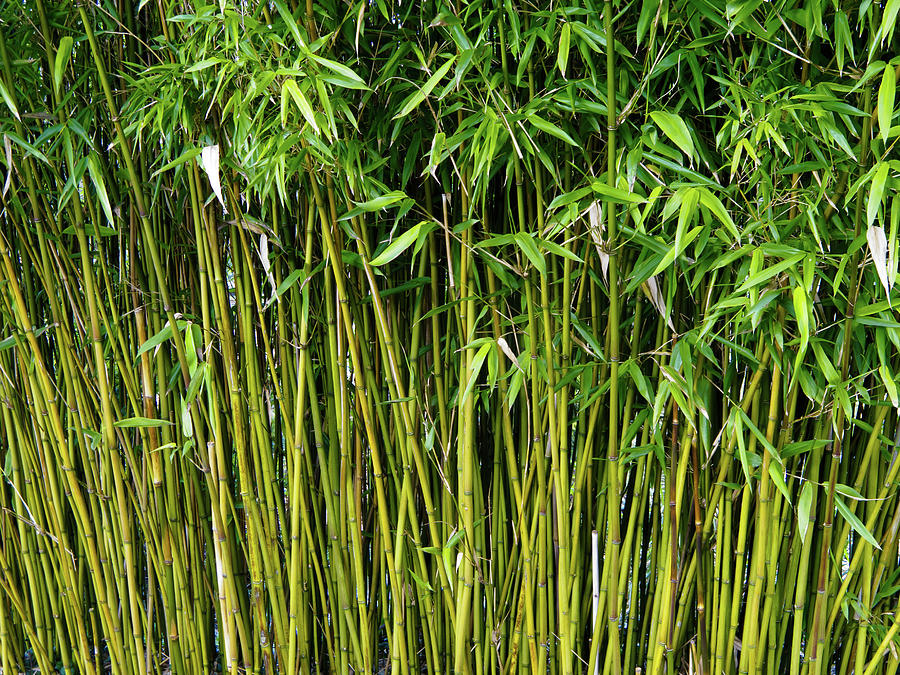 Bamboo Photograph by Gerry Walden - Fine Art America