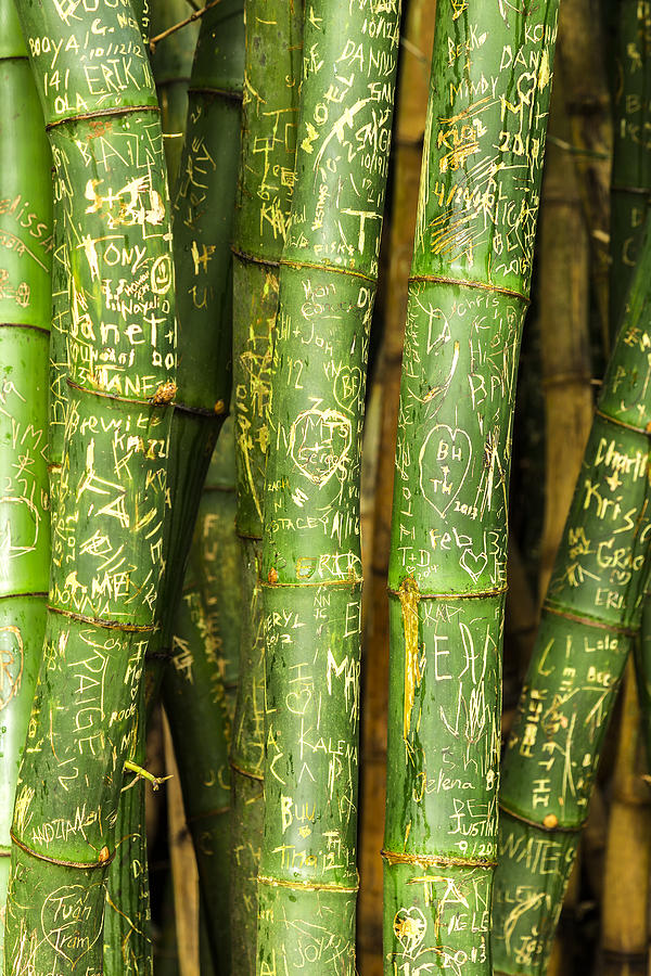 Bamboo Graffiti Photograph by Leigh Anne Meeks
