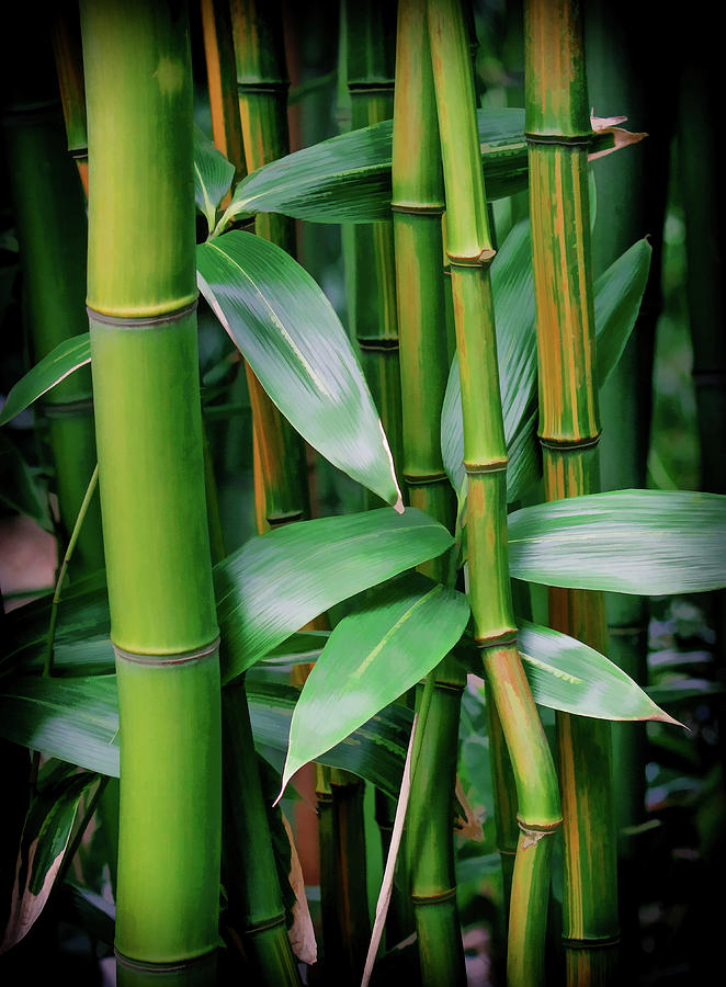 Tree Photograph - Bamboo Green by Athena Mckinzie
