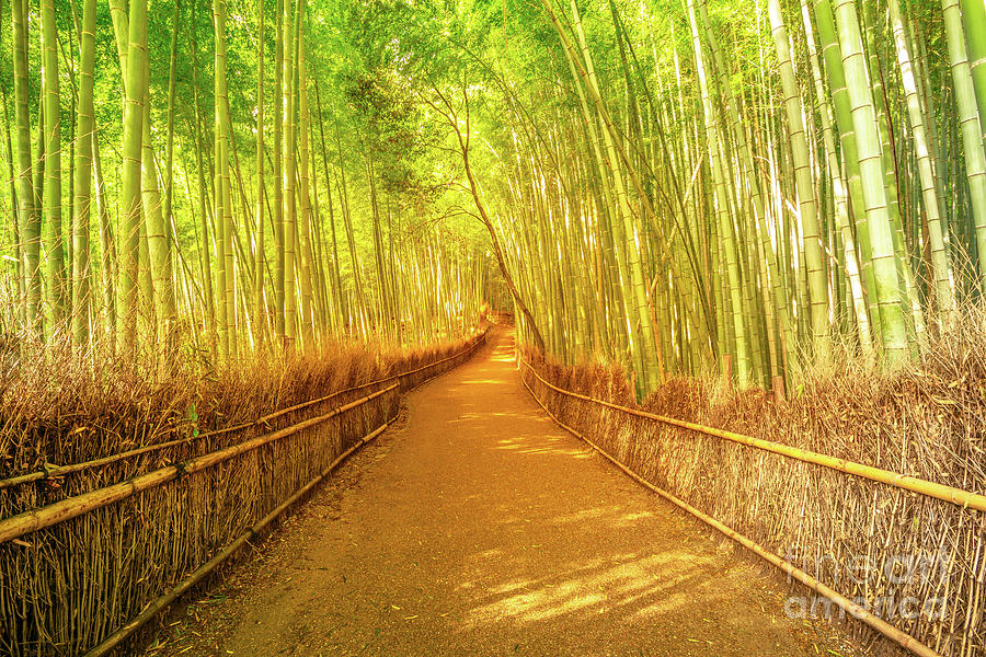 Bamboo grove Arashiyama Photograph by Benny Marty