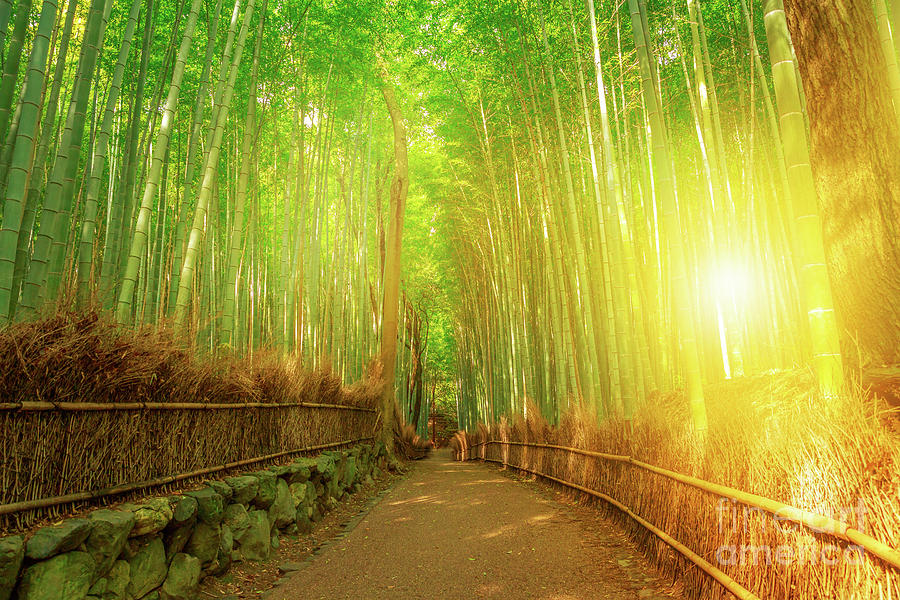 Bamboo grove Arashiyama Kyoto Photograph by Benny Marty