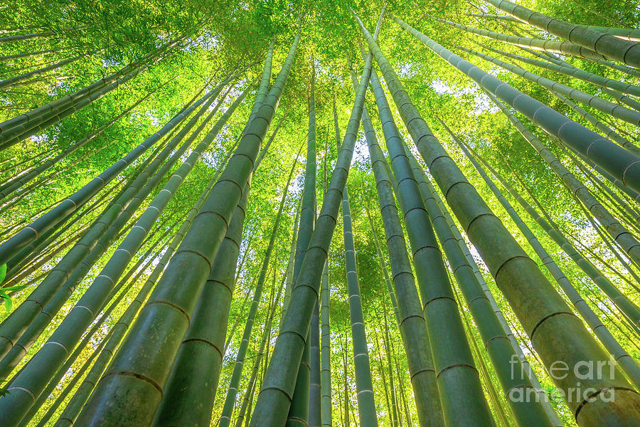 Bamboo grove background Photograph by Benny Marty