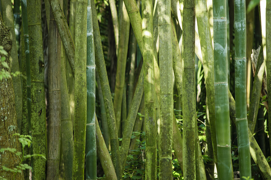 Bamboo Grove Photograph by Christi Kraft