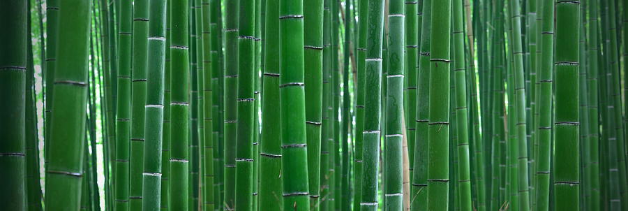 Bamboo Grove Photograph by Songquan Deng
