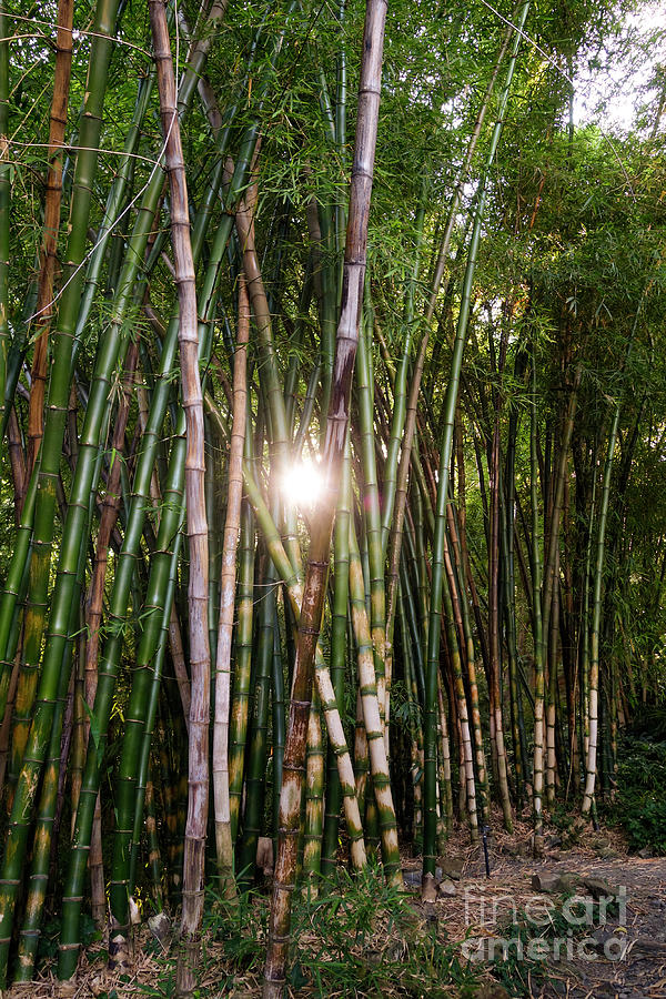 Bamboo growing in garden, sunlight coming through Photograph by Perry Van Munster