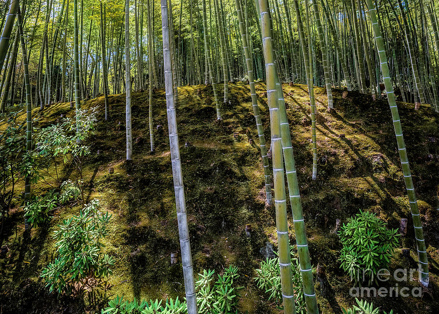 Bamboo Hill in Arashiyama Photograph by Karen Jorstad