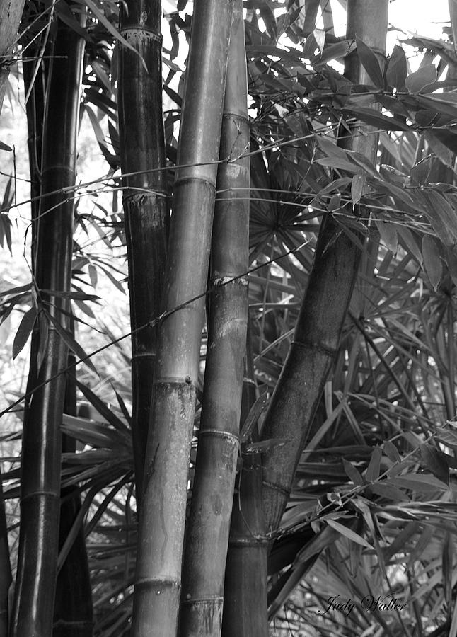 Bamboo in Black and White Photograph by Judy Waller - Fine Art America