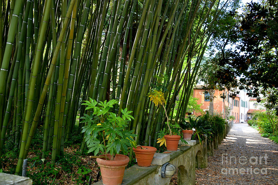 Bamboo in Botanical Garden of Pisa Italy Photograph by Tatyana Searcy