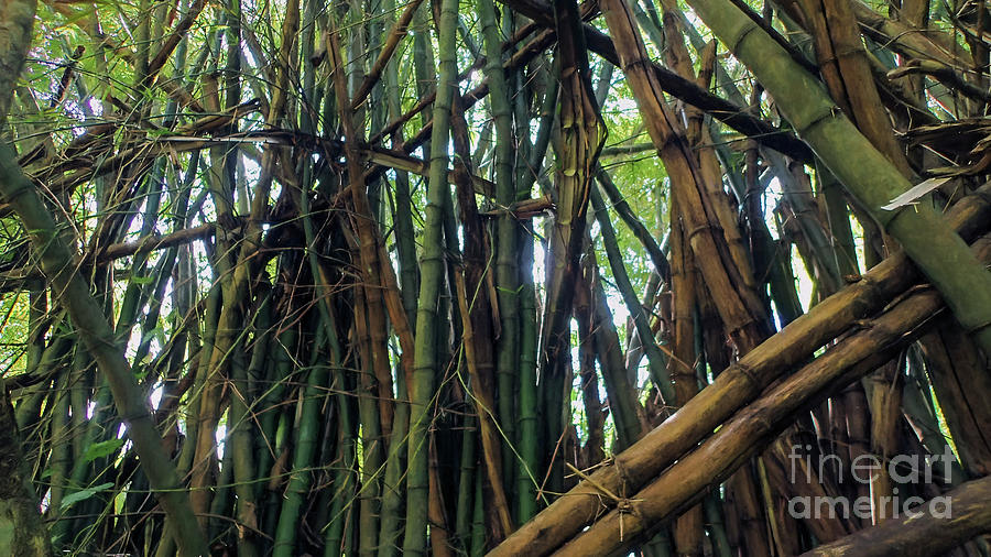 Bamboo in Jamaica Photograph by David Oppenheimer