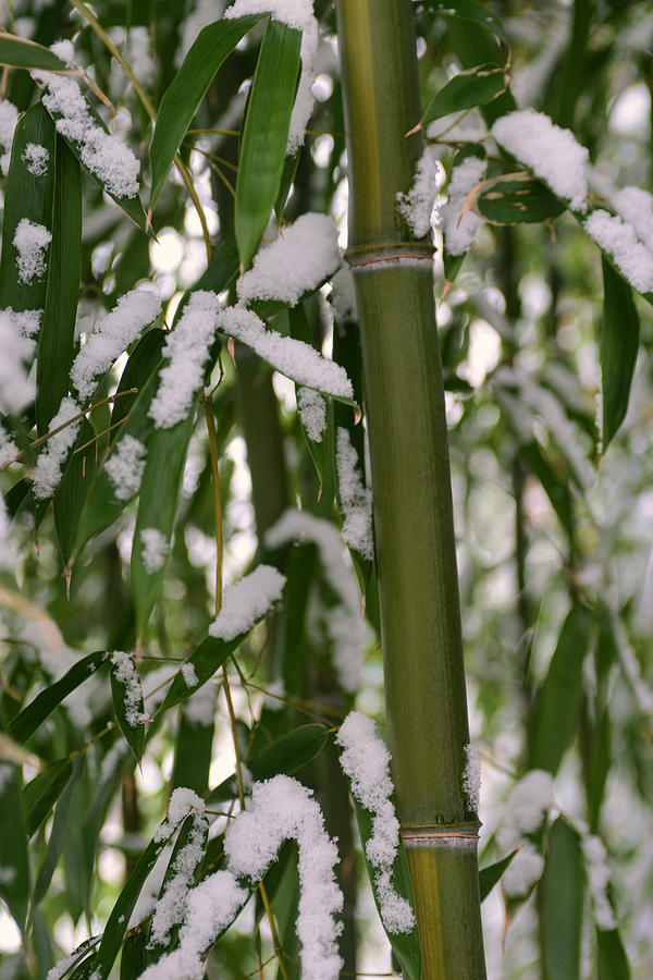 Bamboo in Snow Photograph by Dana Sohr
