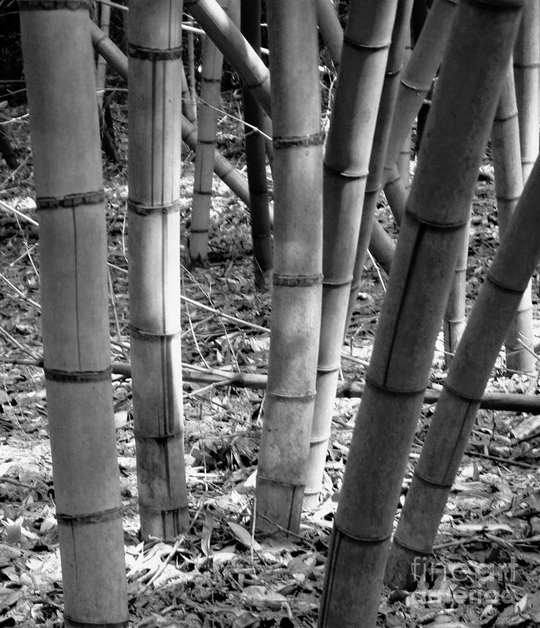Bamboo in the shade Photograph by Robin Lewis