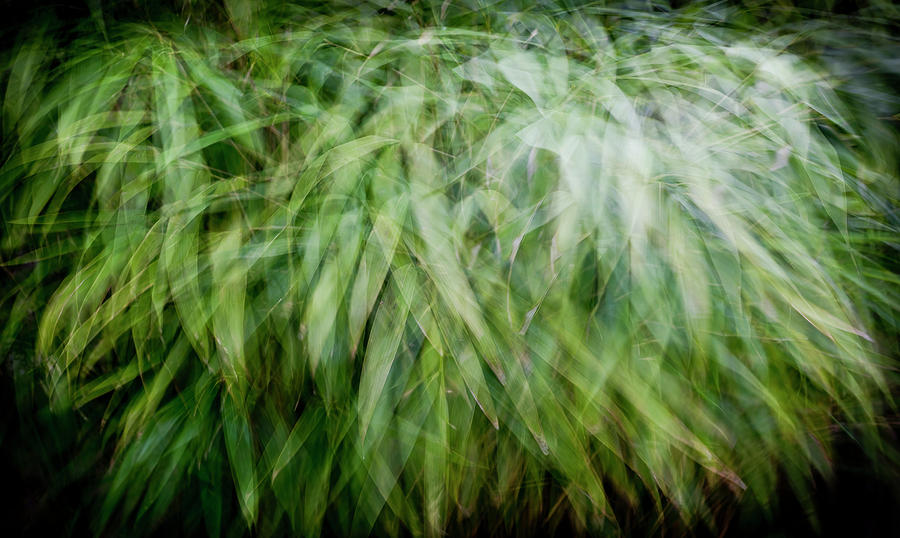 Bamboo in the wind Photograph by Gary Eason