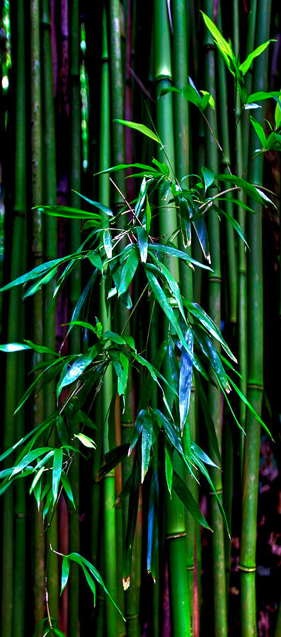Bamboo Photograph by James Roemmling