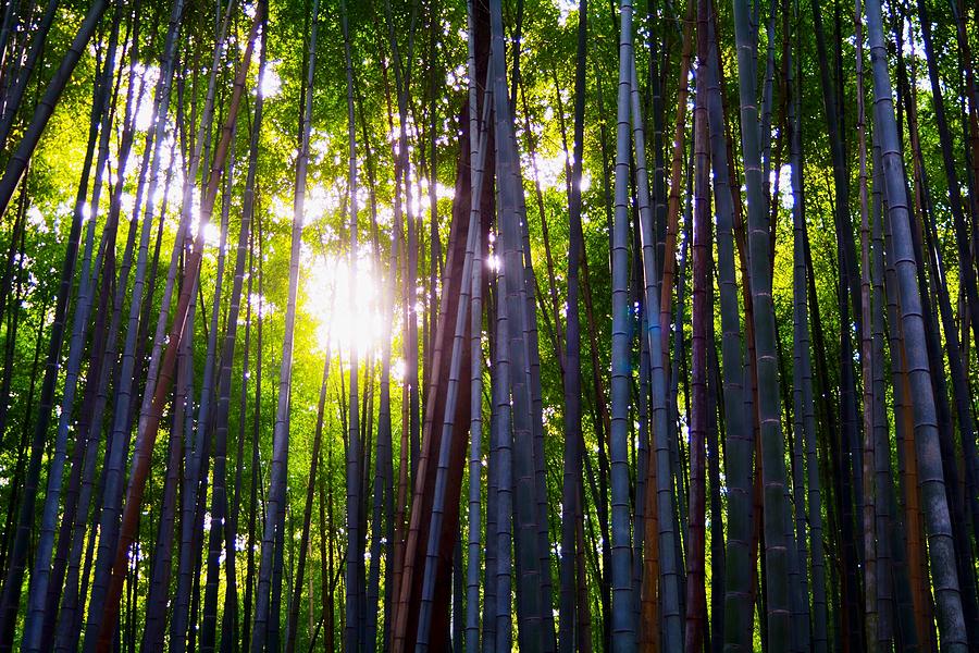 Japan Photograph - Bamboo Japan by Koji Nakagawa
