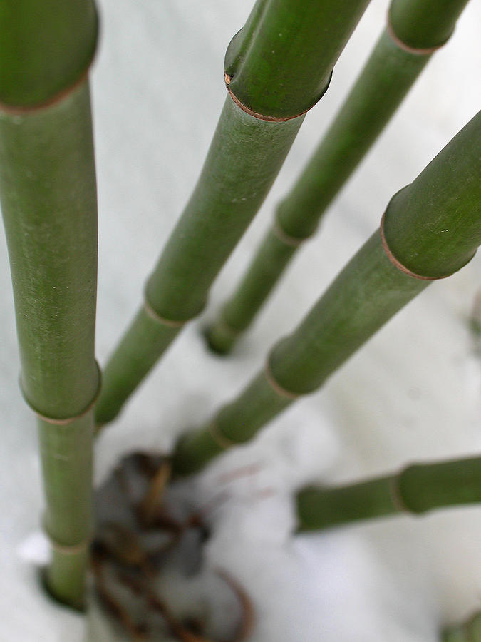 Bamboo Photograph by Juergen Roth