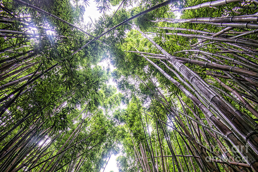Bamboo Photograph by Baywest Imaging