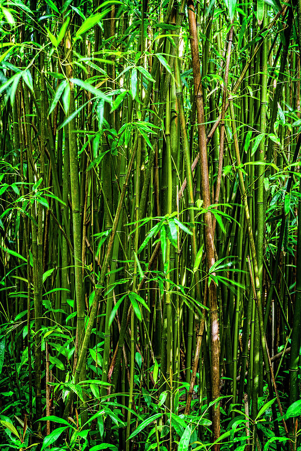Bamboo Photograph by Kelley King