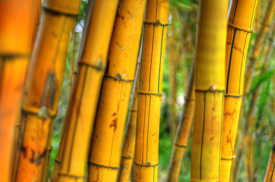 Bamboo Photograph by Kelly Wade