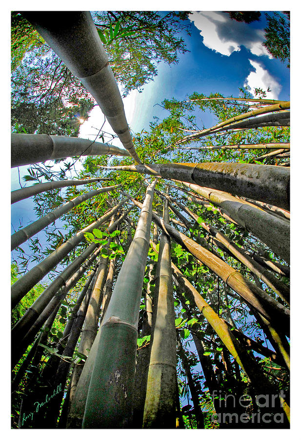 Bamboo Photograph by Larry Mulvehill