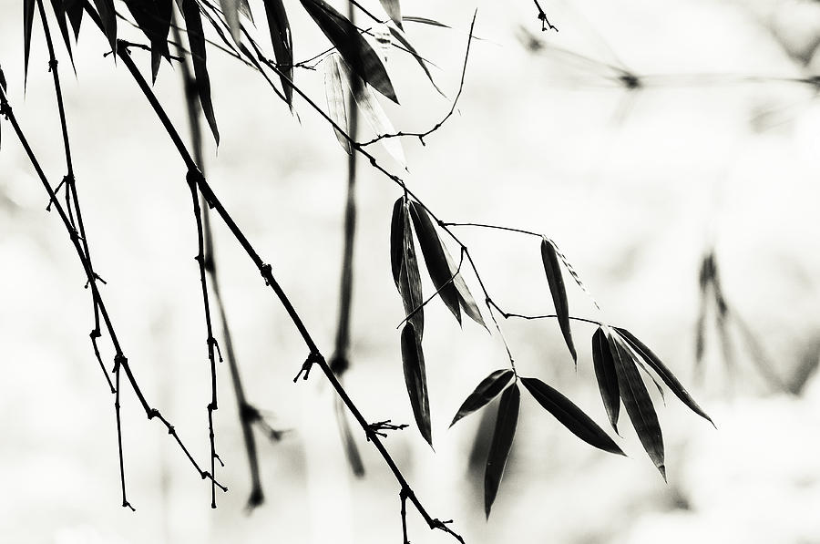 Bamboo Leaves 1. Black and White Photograph by Jenny Rainbow