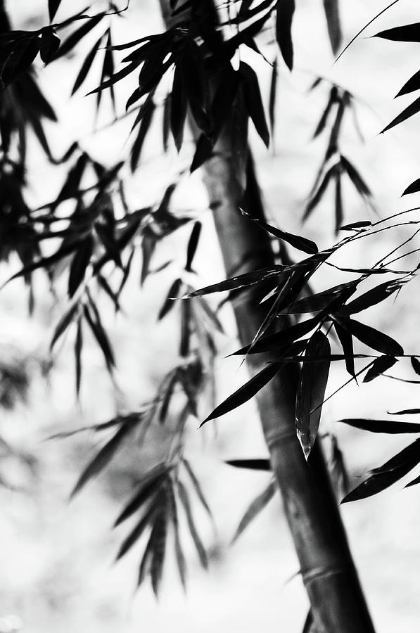 Bamboo Leaves. Black and White Photograph by Jenny Rainbow