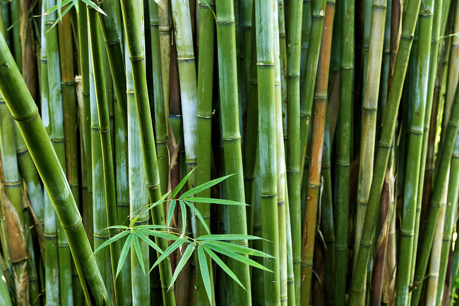Bamboo  Photograph by Les Cunliffe