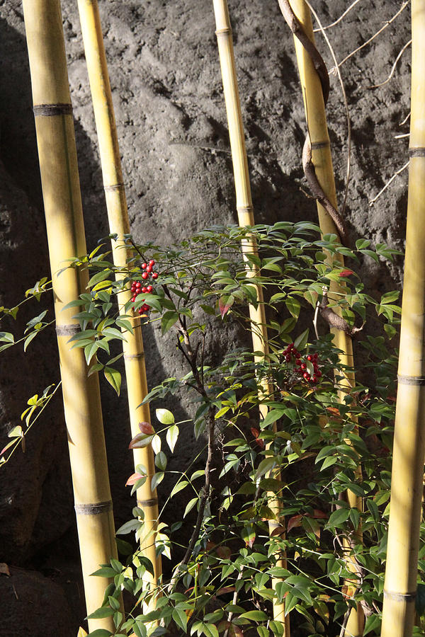 Bamboo Photograph - Bamboo by Linda A Waterhouse Bamboo Photograph - Bamboo by Linda A Waterhouse