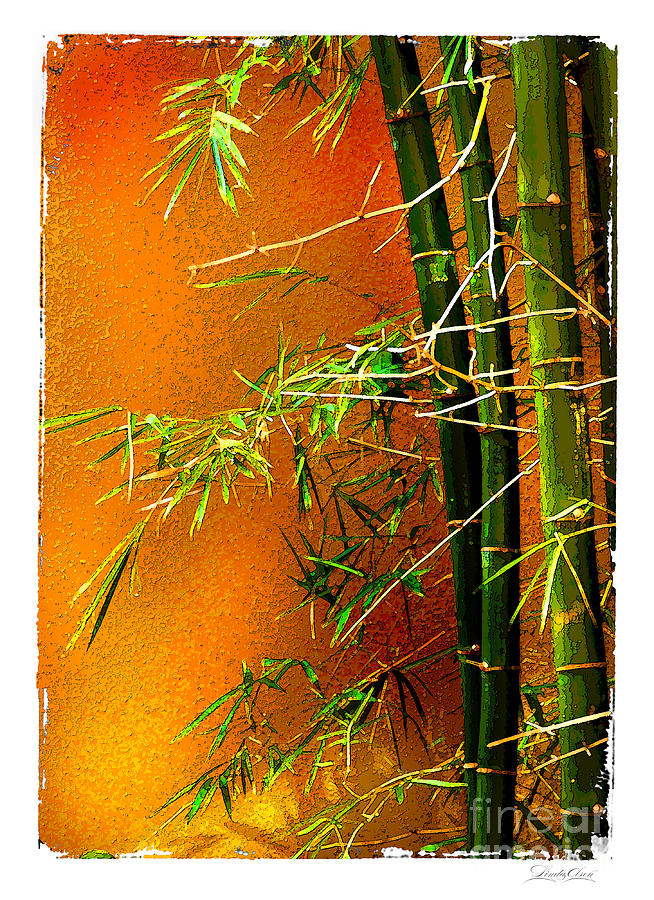 Bamboo Photograph by Linda Olsen