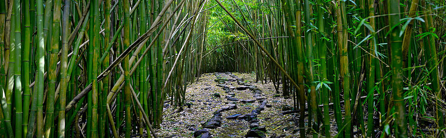 Bamboo Mana Photograph by Sean Davey