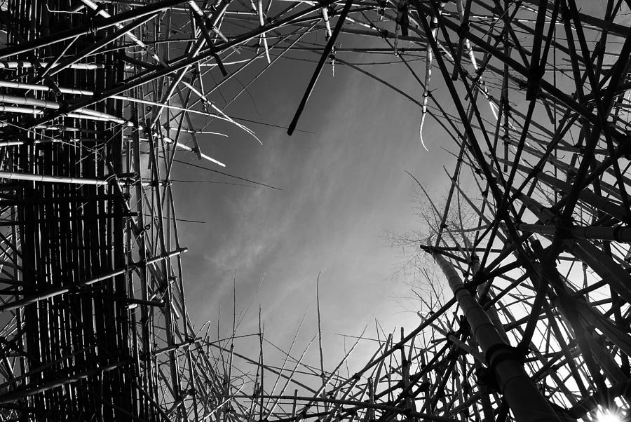 Bamboo Photograph - Bamboo  by Maria Lopez