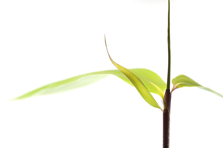 Bamboo Meditation 1 Photograph by Carol Leigh