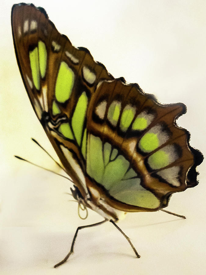Bamboo Page Butterfly Photograph by Winnie Chrzanowski