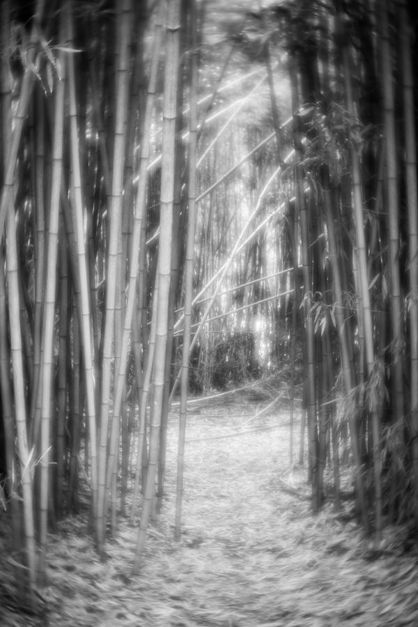 Bamboo Path-bw Photograph by Joye Ardyn Durham