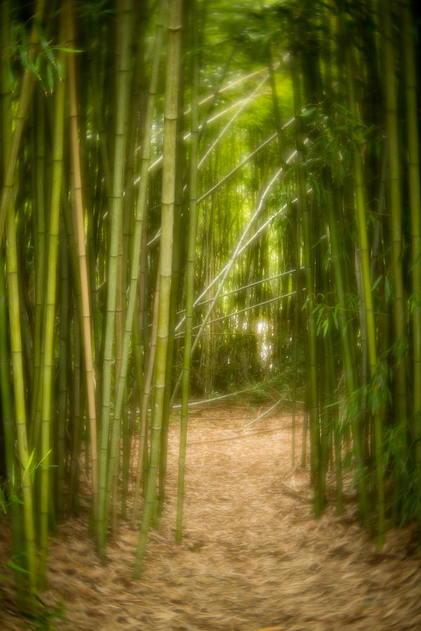 Bamboo Path Photograph by Joye Ardyn Durham