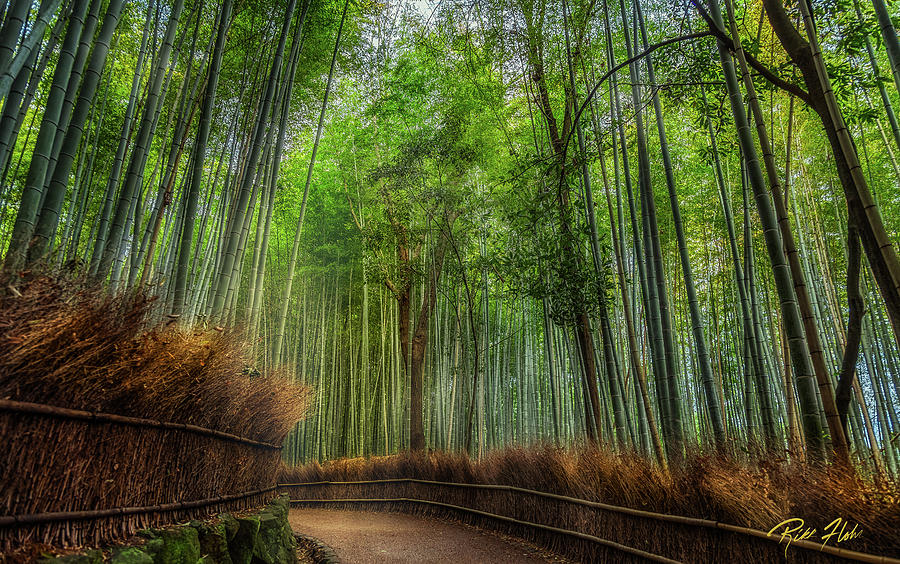 Bamboo Path Photograph by Rikk Flohr