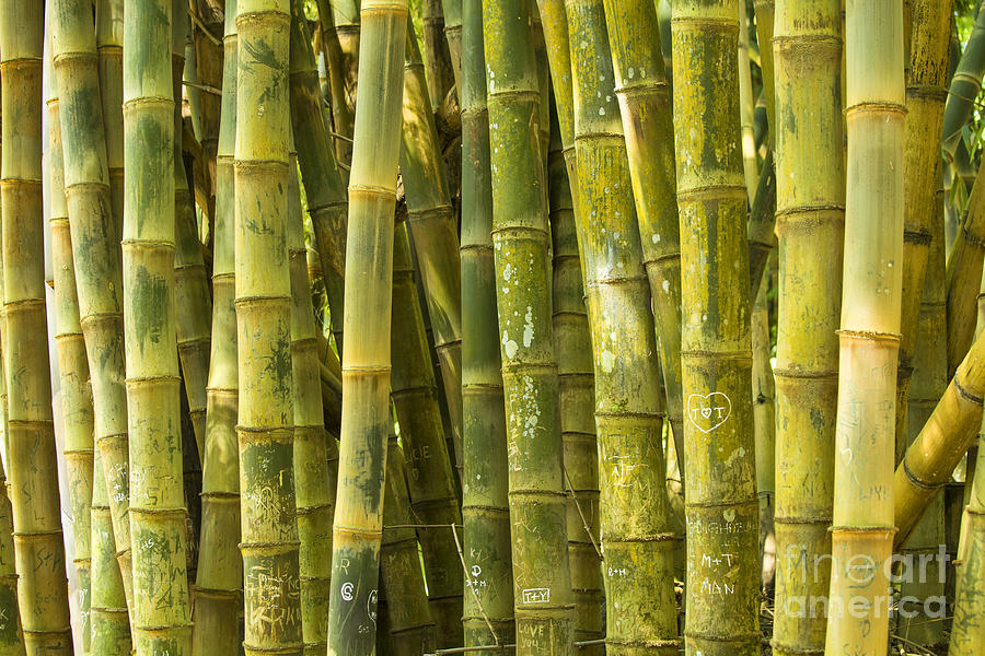 Bamboo Photograph by Patricia Hofmeester